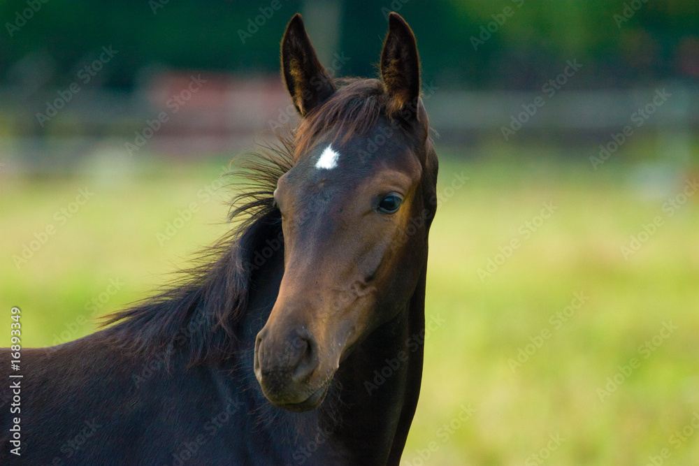 Obraz premium horse