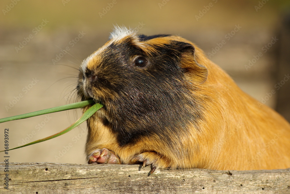 Fototapeta premium Cochon d'inde