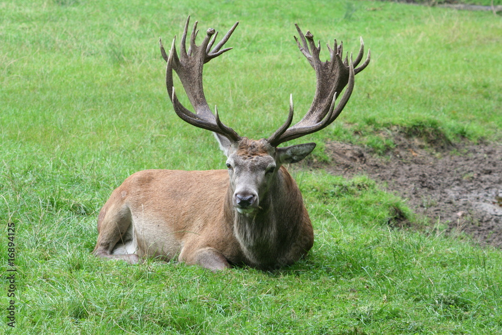 Rothirsch Rotwild Hirsch Rothirsch Rotwild Hirsch