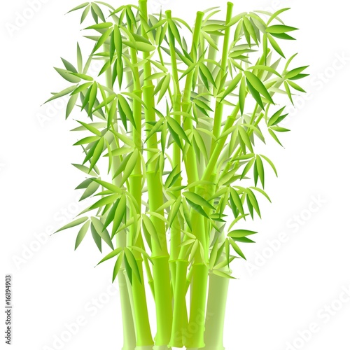 vector illustration of bamboo