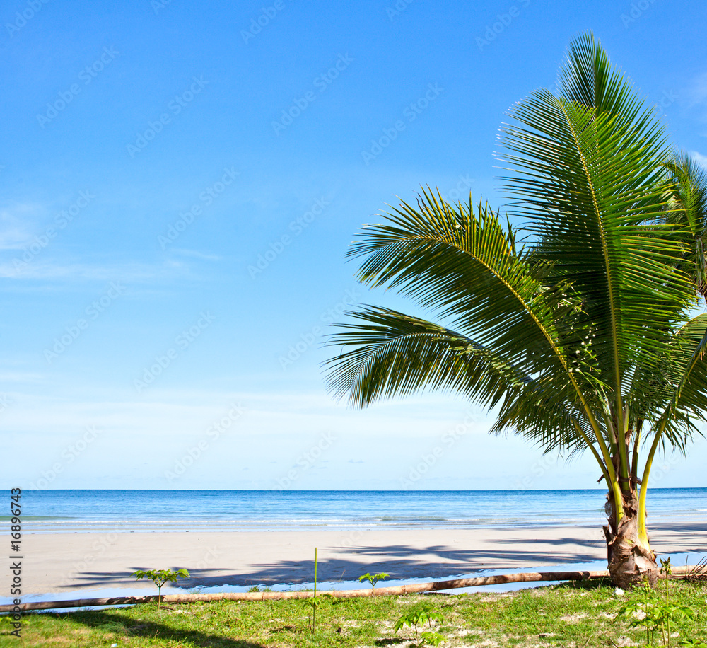 Once palm on the beach