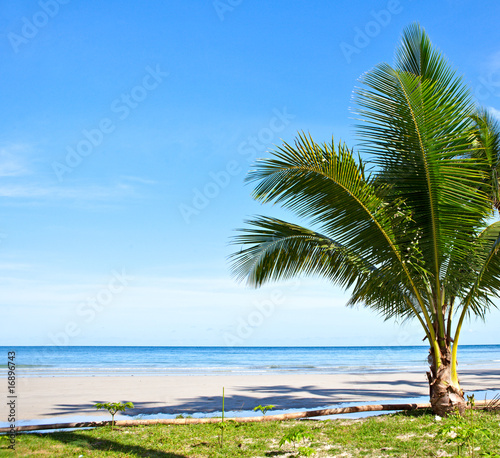Once palm on the beach © Maria Skaldina