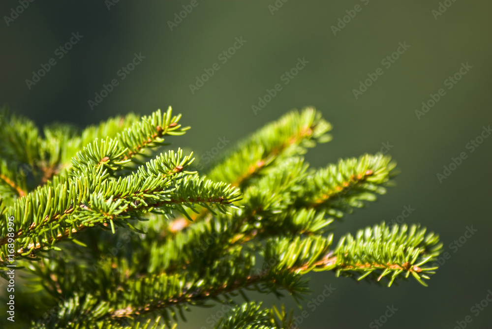 Close look on green spruce branch Close look on green spruce branch