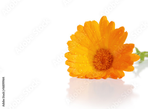 the flowers of a calendula