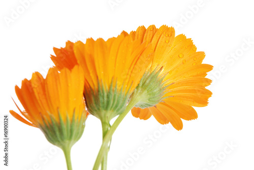 the flowers of a calendula