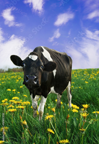 Curious Friesian Calf in Green Meadow with Dandelions.