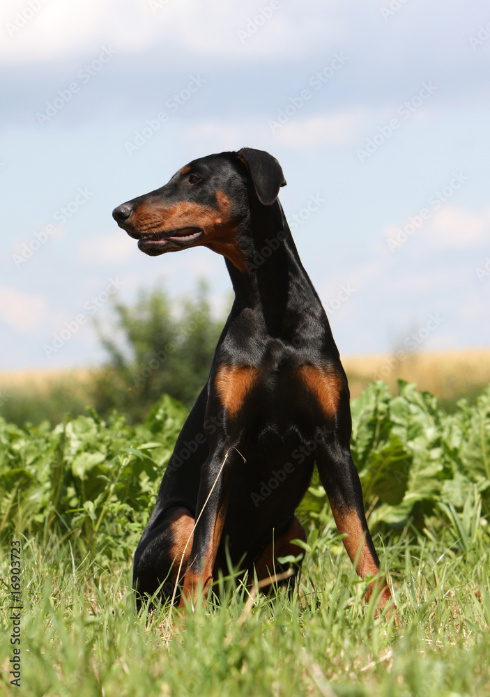 dobermann adulte noir et feu assis de face regardant ailleurs Stock Photo Adobe Stock