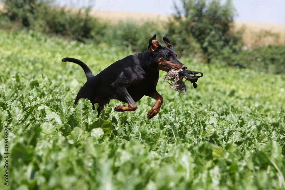 dobermann adulte noir et feu courant dans les betteraves Stock Photo Adobe Stock