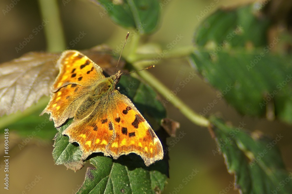 Papillon aux ailes déployées Papillon aux ailes déployées