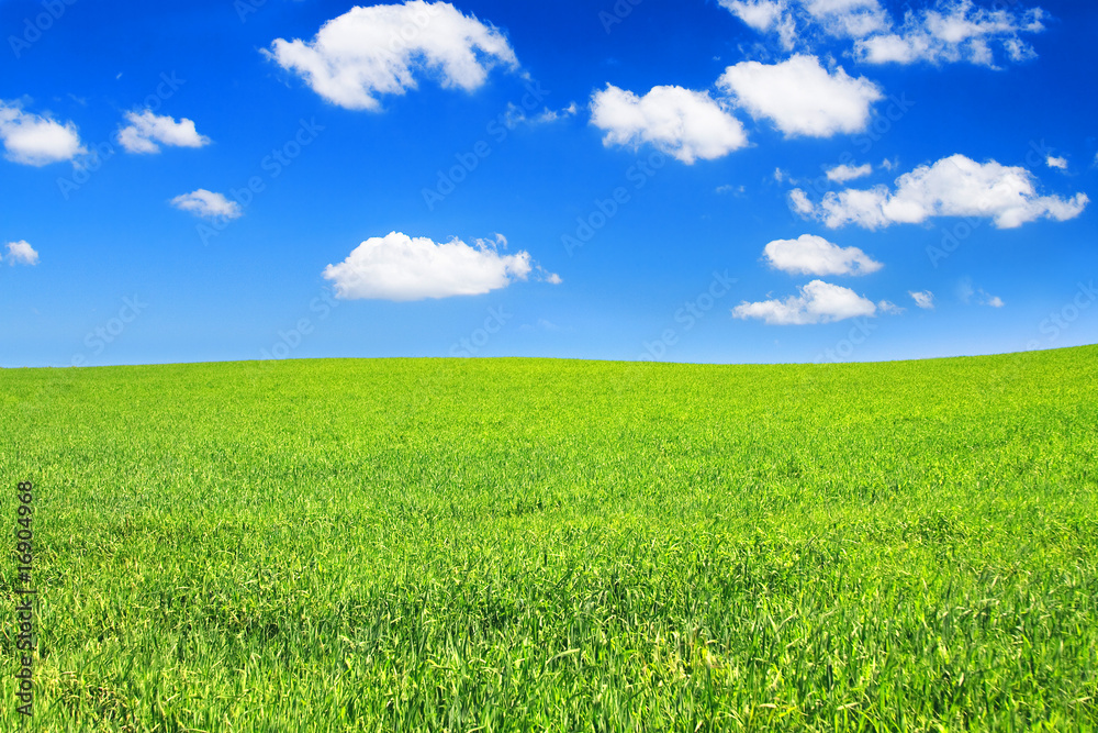 Obraz premium summer meadow