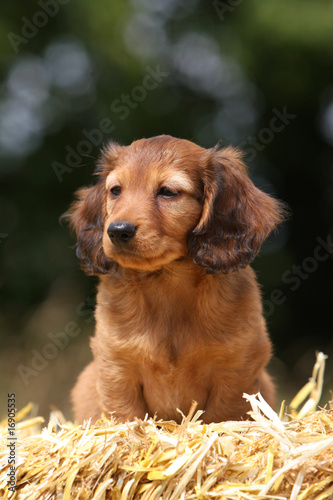 Chiot teckel en pause glamour