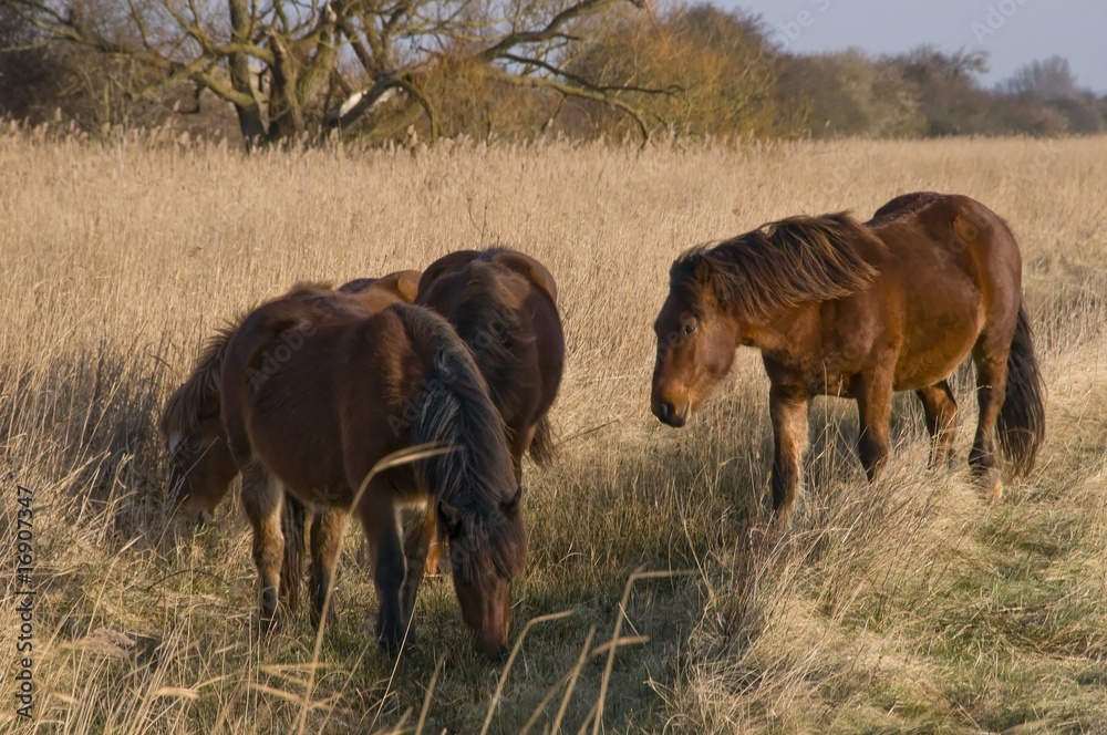 Fototapeta premium Chevaux Henson en Baie de Somme