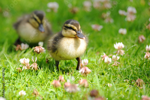 Ducklings waddling through grass