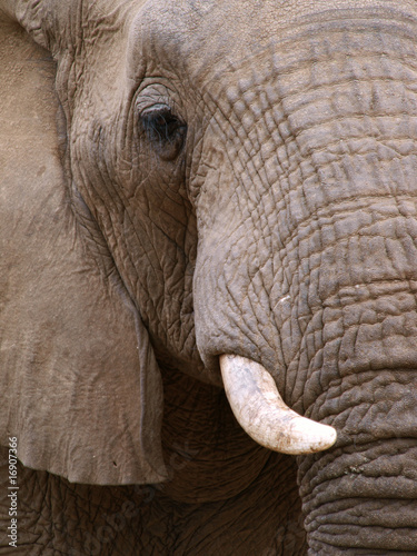 Close up portrait of Elephant