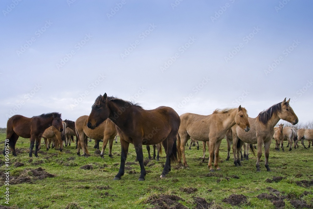 Transhenson 2008 - Rassemblement du troupeau de chevaux Henson e Transhenson 2008 - Rassemblement du troupeau de chevaux Henson e