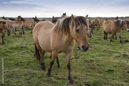 Transhenson 2008 - Rassemblement du troupeau de chevaux Henson e