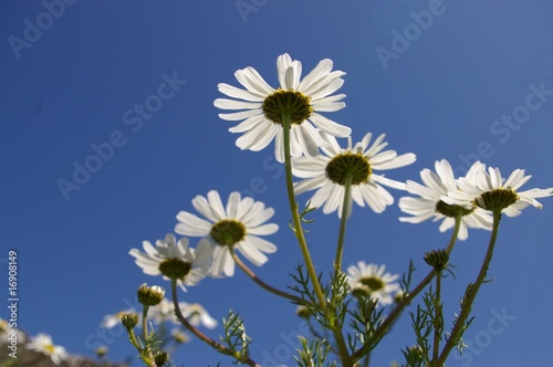 White daisies from underneath with blue sky