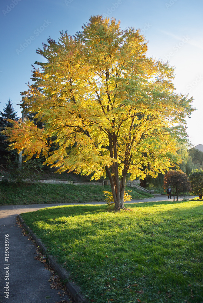 Naklejka premium autumn tree