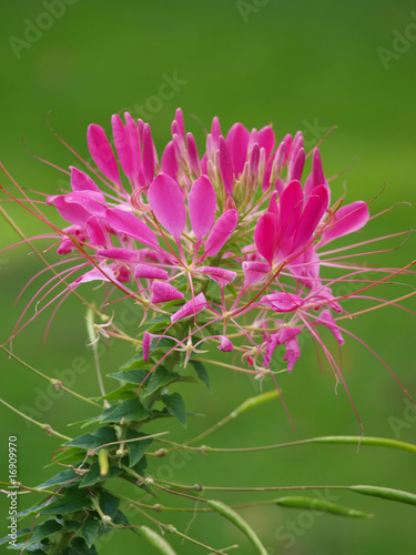 Spinnenblume photo