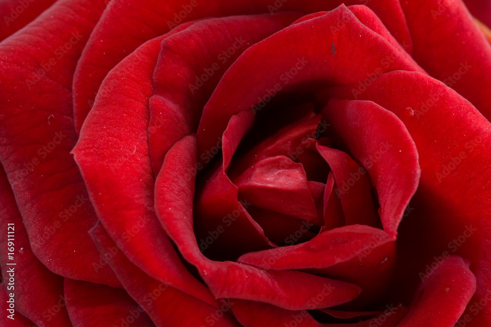 rose rose