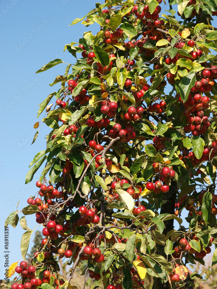 Fototapeta premium Holzapfel Malus sieversii