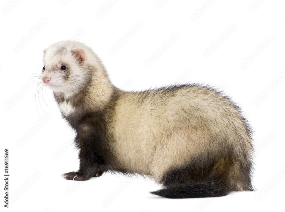 Side view of ferret standing in front of white background Side view of ferret standing in front of white background