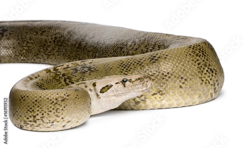 Burmese Python, in front of a white background,10 years old