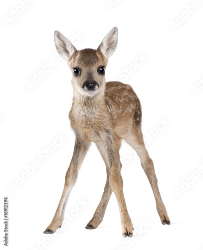 Roe Deer Fawn, standing against white background