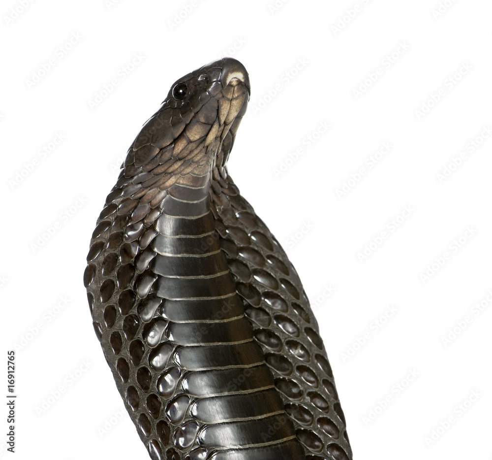 Naklejka premium Close-up of Egyptian cobra, against white background