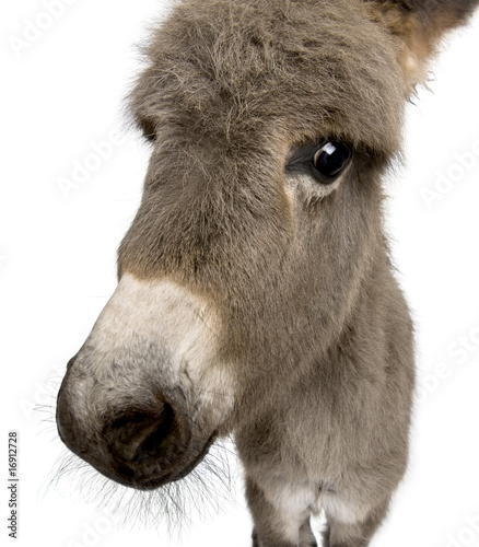 Close-up portrait of donkey foal, against white background