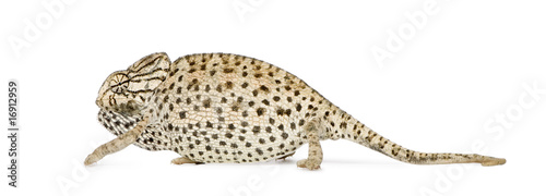 Side view of a Chameleon against white background