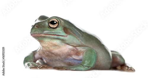 Australian Green Tree Frog, against white background photo