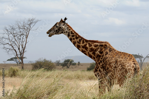 Canvas Print girafe