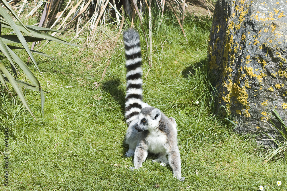 Ring Tailed Lemur looking for some fun