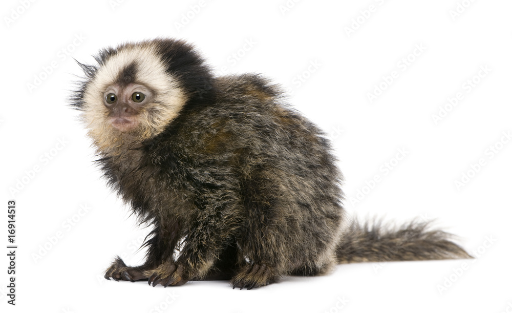 Fototapeta premium White-headed Marmoset, in front of white background