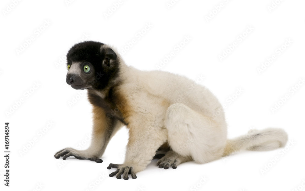 Fototapeta premium Side view of Young Crowned Sifaka against white background