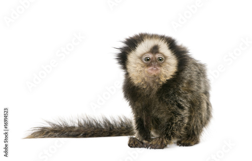 White-headed Marmoset, in front of white background