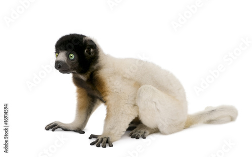 Side view of Young Crowned Sifaka against white background