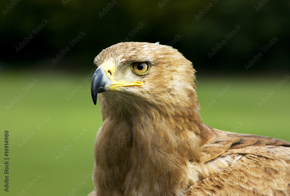 ADLER ADLER