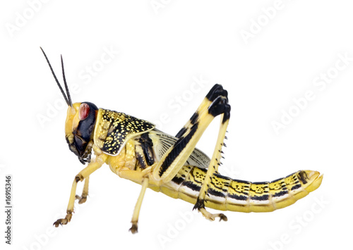 Larva of Desert Locust, in front of white background photo