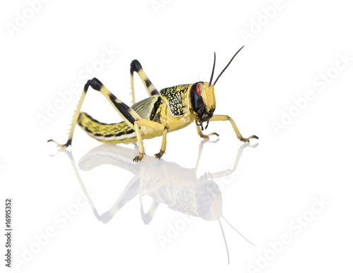 Larva of Desert Locust, standing against white background photo