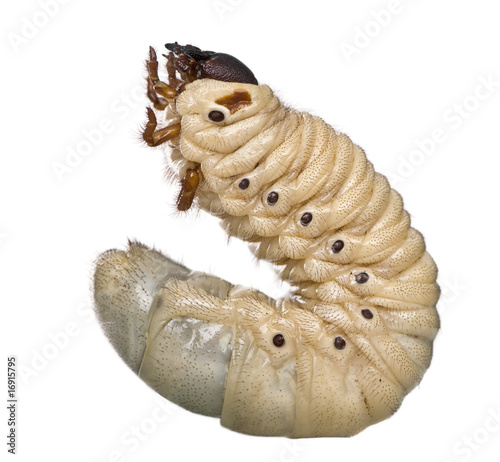 Larva of a Hercules beetle, against white background