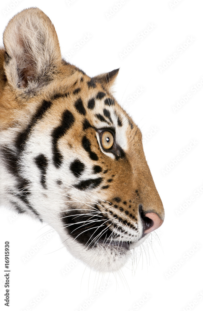 Fototapeta premium Close-up profile of Bengal tiger against white background
