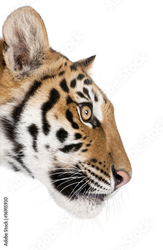 Close-up profile of Bengal tiger against white background