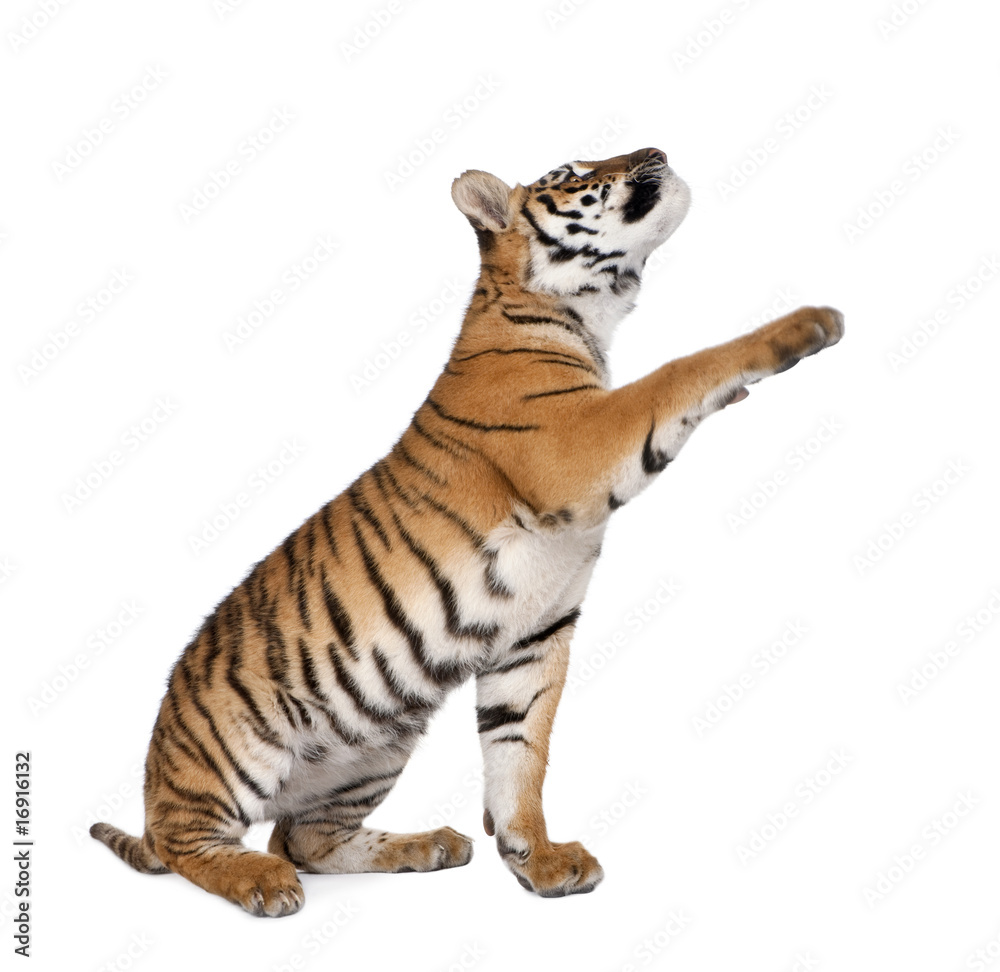 Naklejka premium Tygrys bengalski, sięgający przed białym tle, wyśmienity