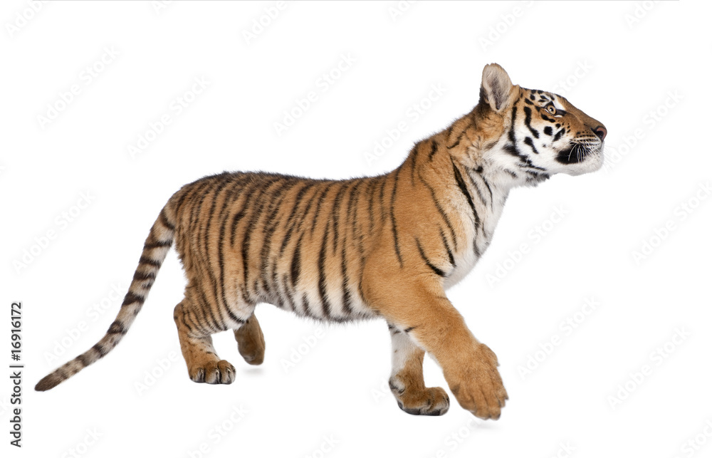 Fototapeta premium Bengal Tiger,1 year old, walking in front of white background