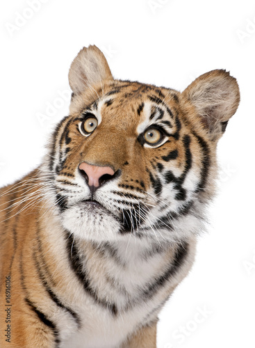 Fototapeta Naklejka Na Ścianę i Meble -  Close-up portrait of Bengal tiger in front of a white background