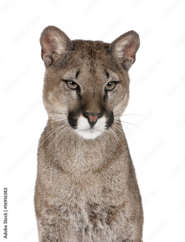 Fototapeta premium Portrait of Puma cub, against white background, studio shot