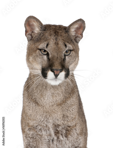 Portrait of Puma cub, against white background, studio shot