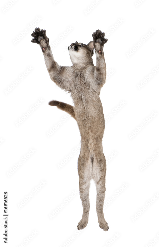 Naklejka premium Puma cub, leaping in midair against white background